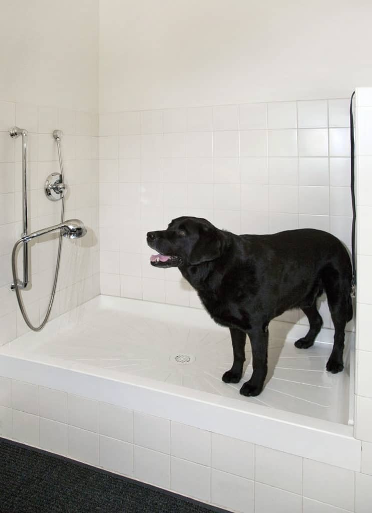 doggie shower dog shower