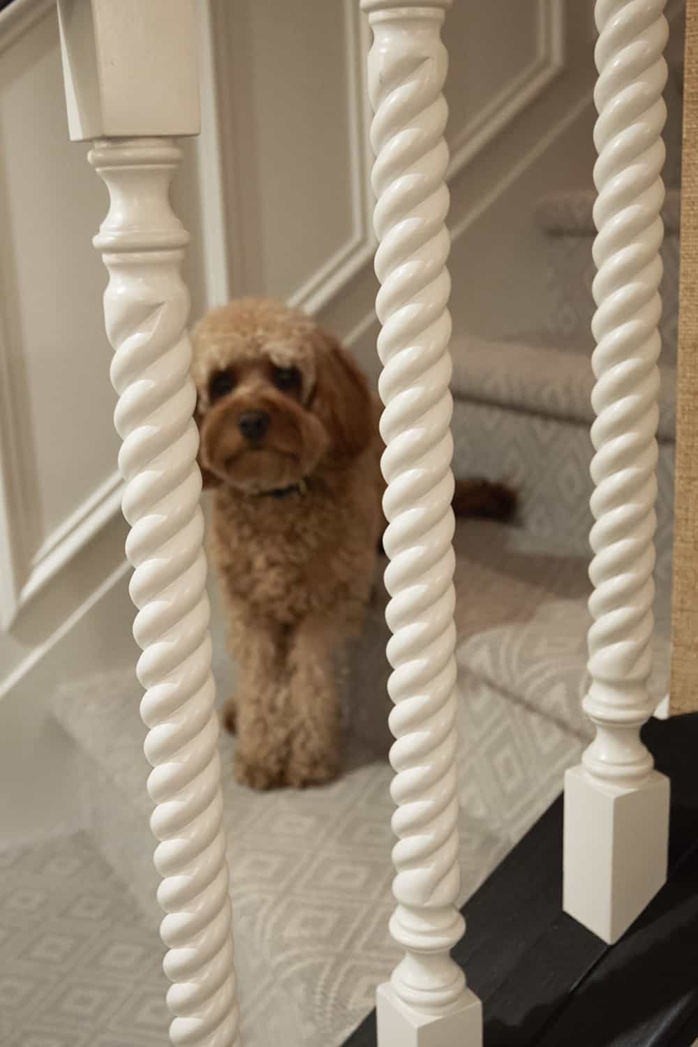 roped white carved balusters with cute dog on stair