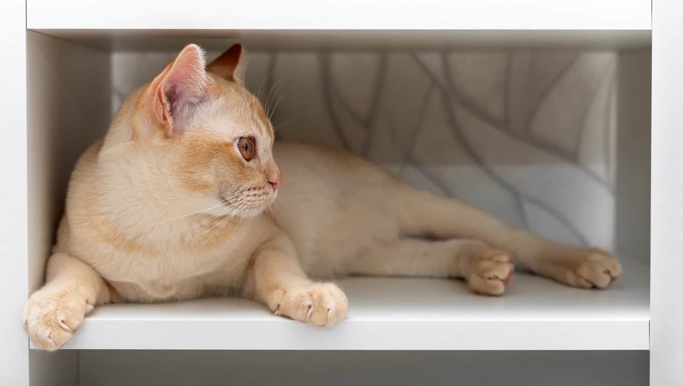 Burmese cat lying on white shelf. Cute domestic cat resting on shelf in closet. cat shelf